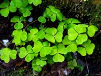 Kleegruppe am Waldboden